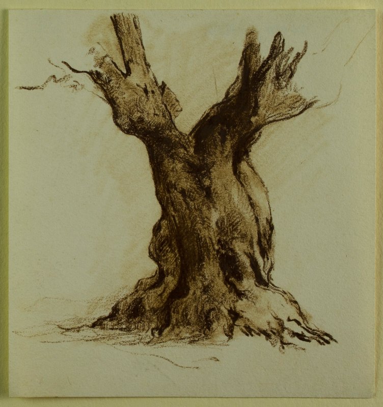 1901-1903 ca. - Albero di ulivo in Sardegna